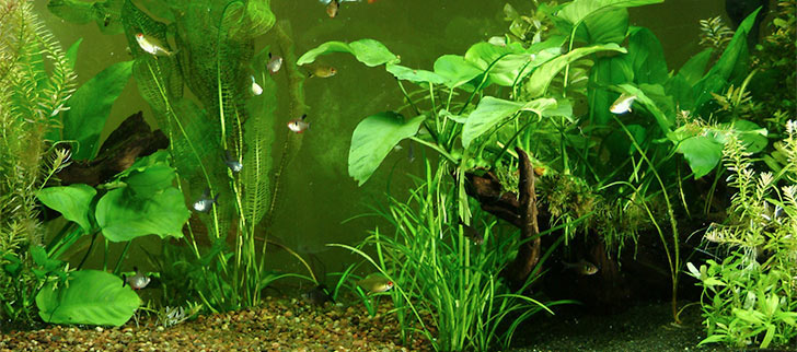 Aquarium Set-up: Tips for a Successful Freshwater Planted Aquarium