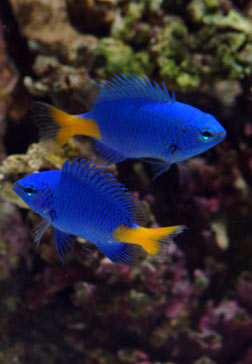 Yellowtail Damselfish