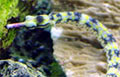 Dragonface Pipefish