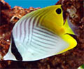 Auriga Butterflyfish