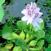 Water Hyacinth