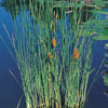 Dwarf Cattail