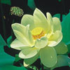 American Lotus