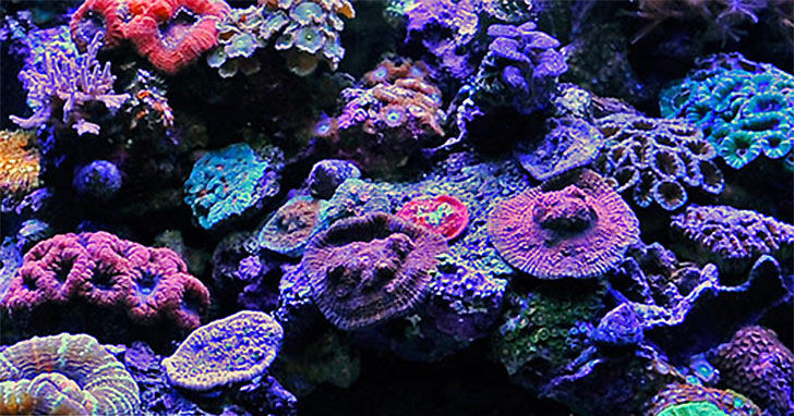 Considering a nano aquarium?