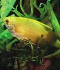 Yellow Honey Gourami