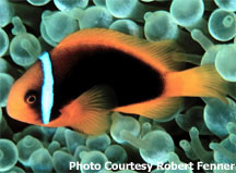 Clownfish