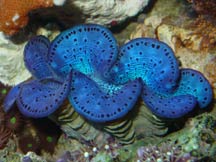 Maxima Clam