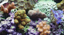 Corals