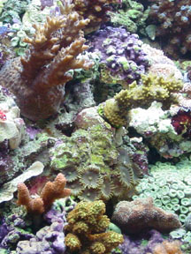 Corals in an Aquarium