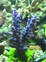 Acropora