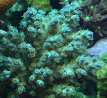 Acropora Coral