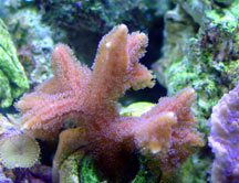 Birdsnest Coral, Pink Thin Branch - Aquacultured