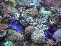 Reef Tank