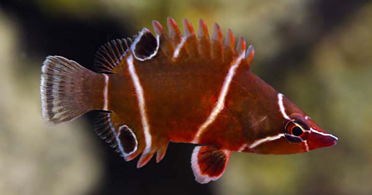 The Best Reef Wrasses; Part 6; Possum Wrasse