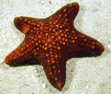 Cortez Starfish