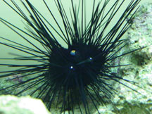 Longspine Urchin