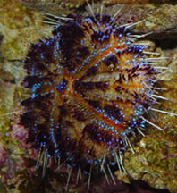 Blue Tuxedo Pincushion Urchin