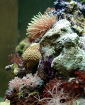 Corals in an Aquarium