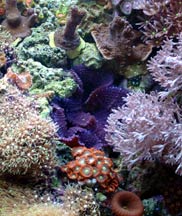 Reef Aquarium