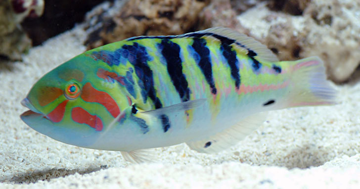 Hardwicke Wrasse