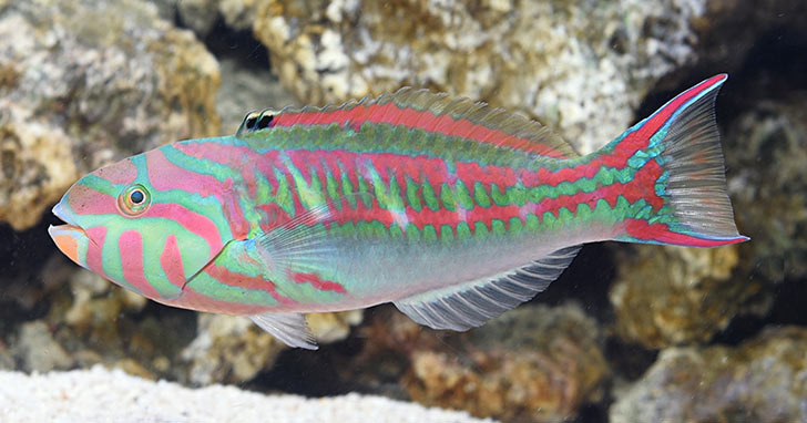 Pinkface Wrasse