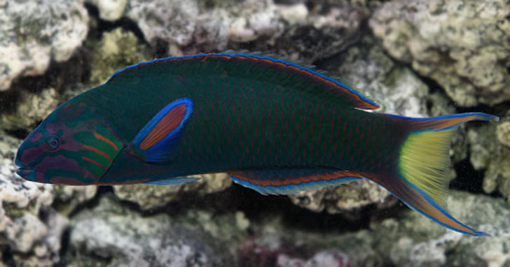 Lyretail Wrasse