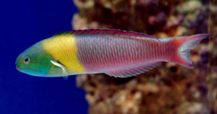 Paddlefin Wrasse 