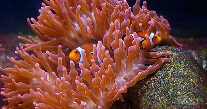 Clownfish Anemone