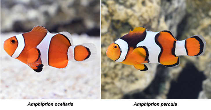 Clownfish Types