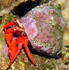 Hermit Crab