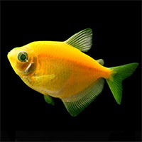 Freshwater Aquarium Fish Species Profile: GloFish®