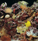 Saltwater reef aquarium