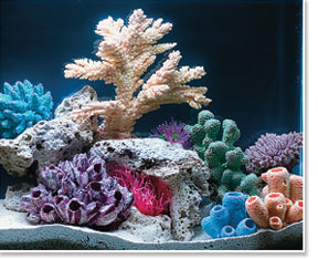 Saltwater Aquarium viewed under 50/50 Lighting