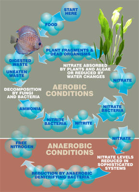 Nitrogen Cycle