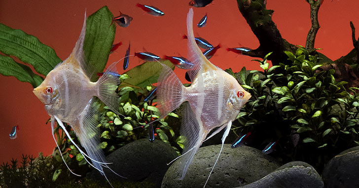 Aquarium Maintenance: Safeguard Your Aquarium from Power Outages