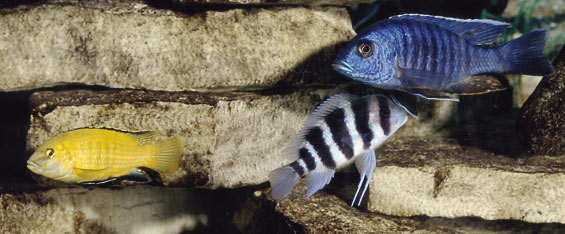 African Cichlids