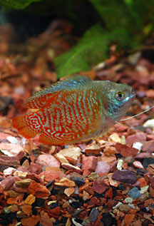 Yellow Honey Dwarf Gourami