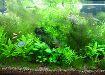 CO2 Systems & Planted Aquariums