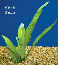 Java Fern