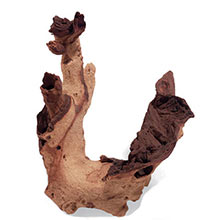 Mopani Driftwood