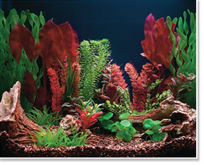 Freshwater Aquarium viewed under Actinic White Lighting