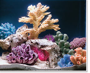 Saltwater Aquarium viewed under Actinic White Lighting