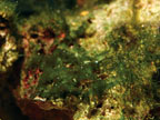 Nuisance algae can quickly overtake desirable coralline algae.