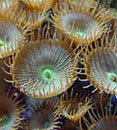 Button Polyp Coral