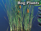 Bog Plants