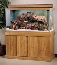 How to Choose the Right Aquarium