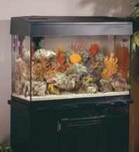 How to Choose the Right Aquarium