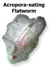 Acropra-Eating Flatworm