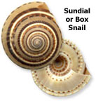 Box Snail