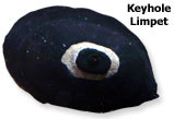 Keyhole Limpet